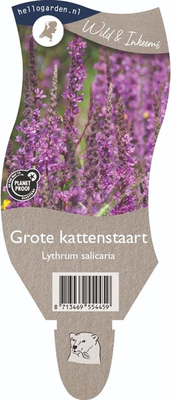 Lythrum salicaria - P11
